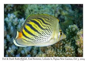 Dot & Dash Butterflyfish