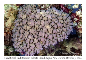 Hard Coral