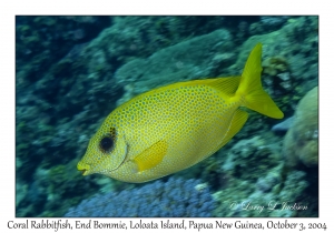 Coral Rabbitfish