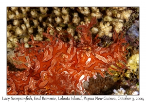 Lacy Scorpionfish