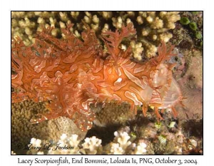 Lacey Scorpionfish