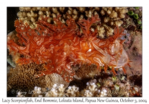 Lacy Scorpionfish