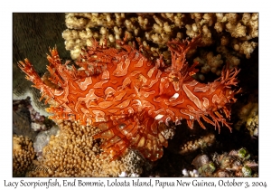 Lacy Scorpionfish