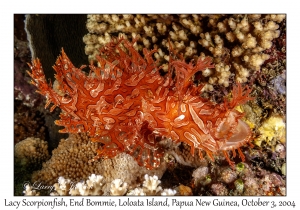 Lacy Scorpionfish