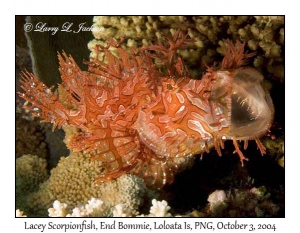 Lacey Scorpionfish