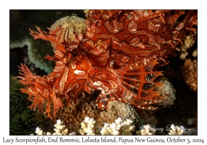 Lacy Scorpionfish