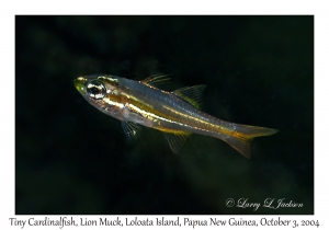 Tiny Cardinalfish