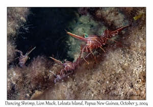 Dancing Shrimp