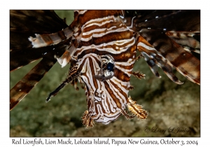 Red Lionfish