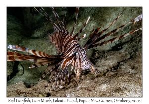 Red Lionfish
