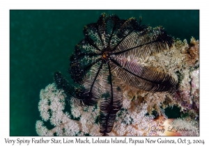 Very Spiny Feather Star