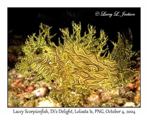 Lacey Scorpionfish