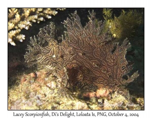 Lacey Scorpionfish