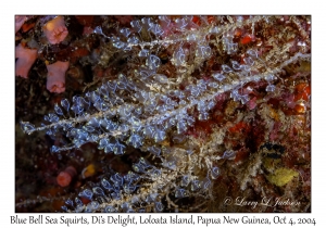 Blue Bell Sea Squirts