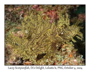 Lacey Scorpionfish