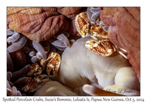 Spotted Porcelain Crabs
