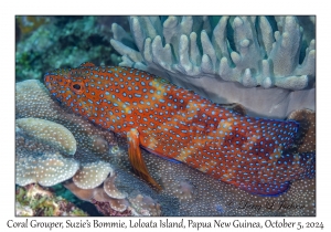 Coral Grouper