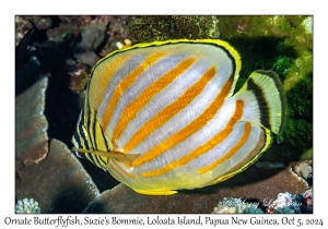 Ornate Butterflyfish