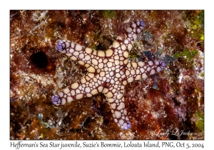 Heffernan's Sea Star