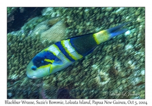Blackbar Wrasse