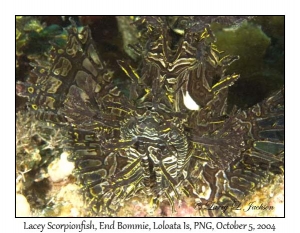 Lacey Scorpionfish