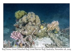 Reef Scene