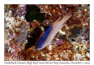 Duskyback Damsel