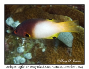 Axilspot Hogfish, terminal phase