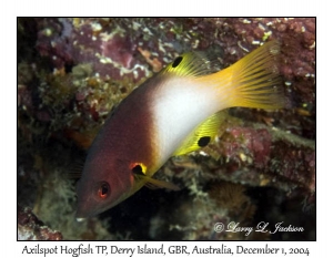 Axilspot Hogfish, terminal phase