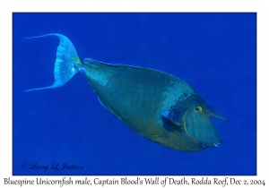 Bluespine Unicornfish