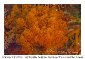 Tasmanian Bryozoan