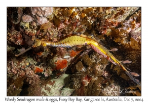 Weedy Seadragon male & eggs