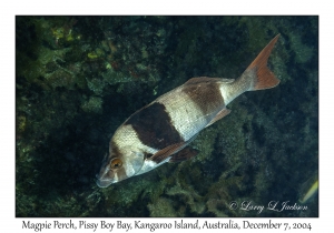 Magpie Perch