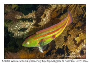 Senator Wrasse