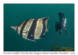 Truncate Coralfish