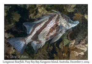 Longsnout Boarfish