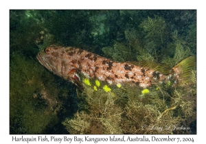 Harlequin Fish