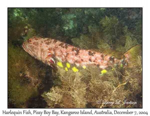 Harlequin Fish