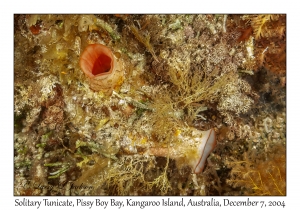 Solitary Tunicate