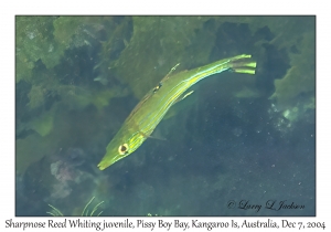 Sharpnose Reed Whiting
