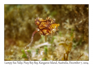Lumpy Sea Tulip