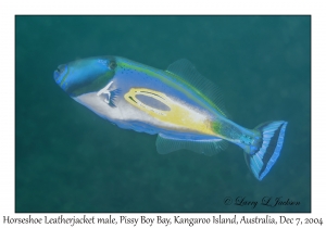 Horseshoe Leatherjacket male