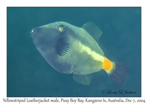Yellowstriped Leatherjacket male