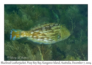 Bluelined Leatherjacket