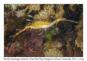 Weedy Seadragon female