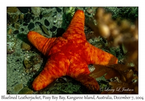 Velvet Sea Star