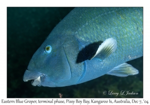 Eastern Blue Groper