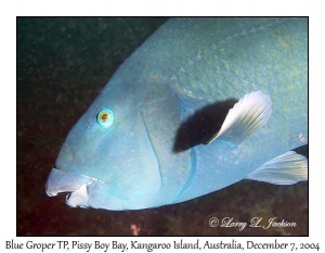 Blue Groper, terminal phase