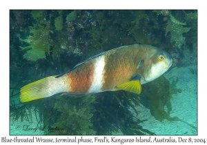 Blue-throated Wrasse