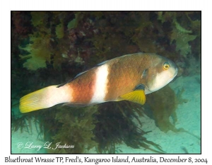 Bluethroat Wrasse, terminal phase